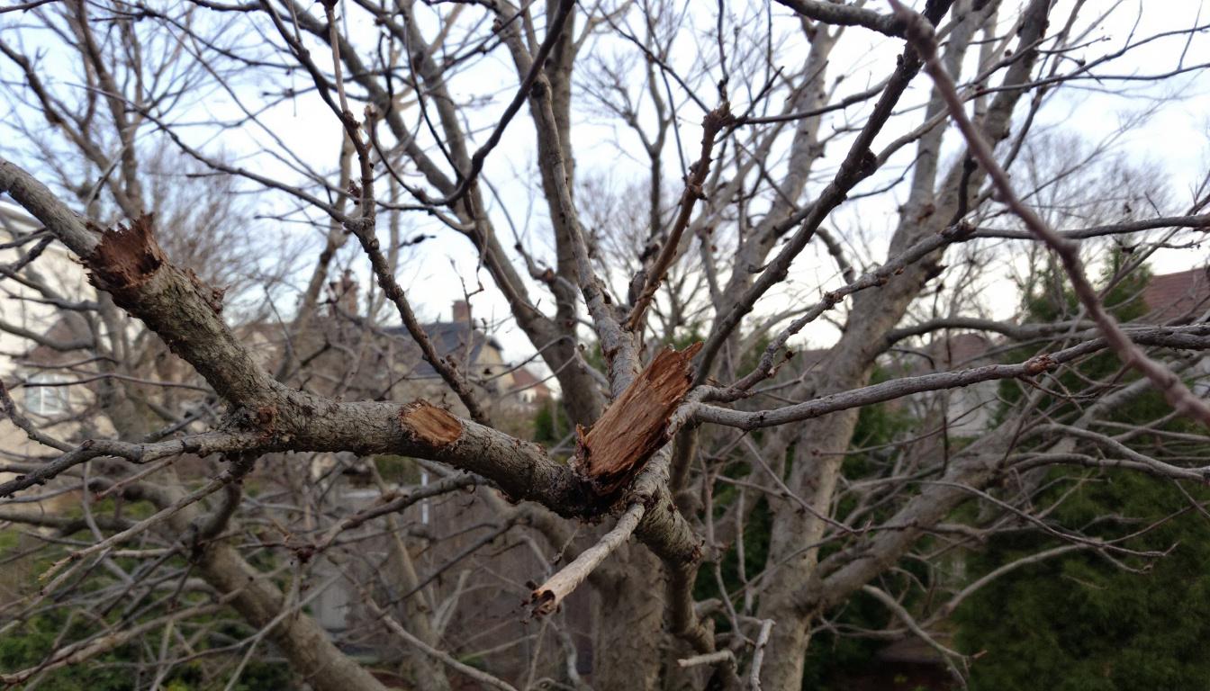 leer waarom het snoeien van deze boom in december schadelijk is en hoe u uw tuin kunt beschermen tegen onherstelbare schade.