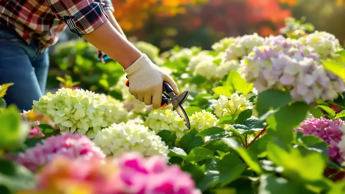 Voor de vorst bepaalt een nauwkeurige ingreep de snoei en de vitaliteit van hortensia’s de volgende zomer
