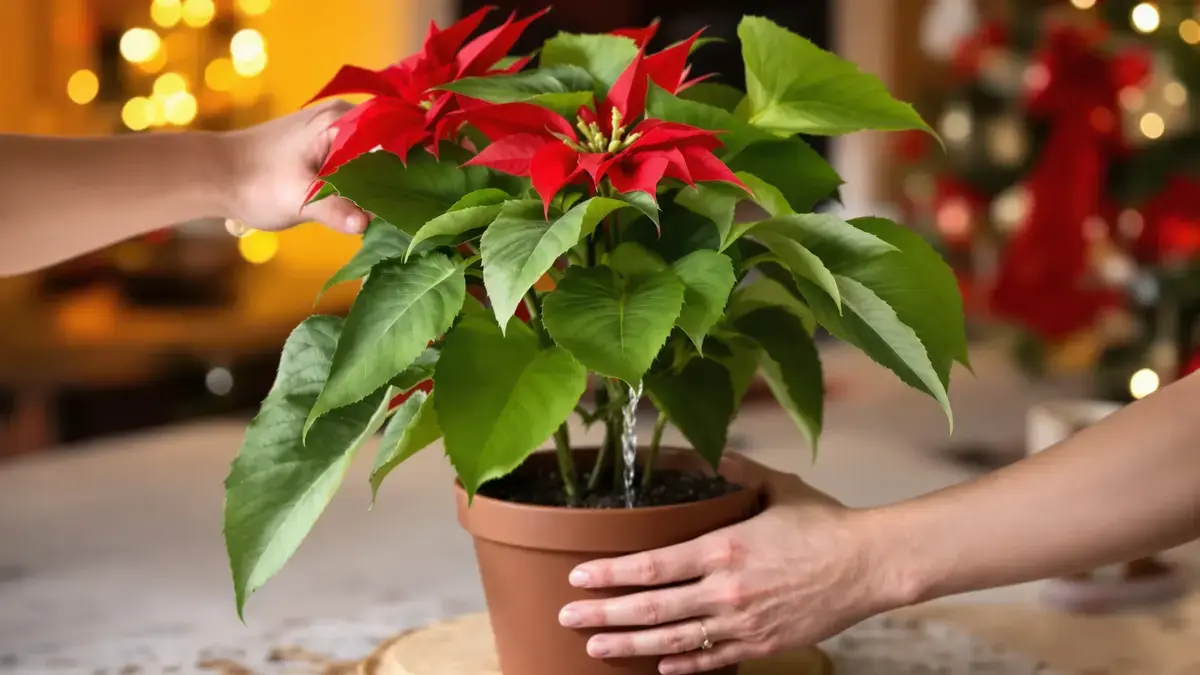 Water je de kerstster van bovenaf of van onderaf? De methode die echt voorkomt dat hij verwelkt