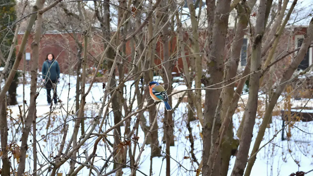 Dit kleurrijke wintervogeltje komt vaker in je tuin voor dan je denkt, maar wordt zelden herkend